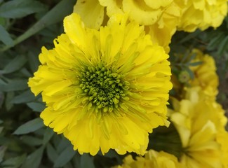 yellow flower of a sunflower