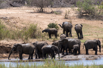 Fototapeta premium Słoń afrykański, loxodonta africana, słoń afrykański, Park Narodowy Krugera, RPA