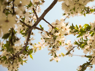Spring blossom: branch of a blossoming cherry tree on garden. Sunny day. Abstract floral background. Nature and spring concept