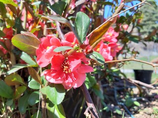Obraz premium Liguria, Italy – 11/29/2019: Beautiful caption of the cherry tree and other different fruit plants with first amazing winter flowers in the village and an incredible blue sky in the background. 