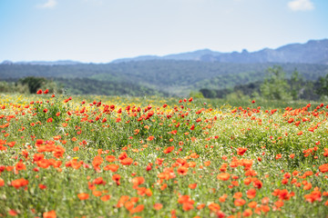 Obraz premium Poppy landscape