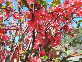 Liguria, Italy – 11/29/2019: Beautiful caption of the cherry tree and other different fruit plants with first amazing winter flowers in the village and an incredible blue sky in the background. 