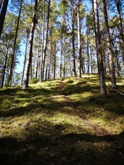 Obraz premium Mystical forest