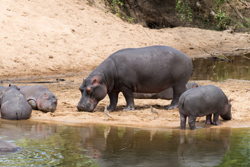 Fototapeta premium Hippopotame, Hippopotamus amphibius, Afrique du Sud