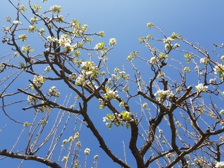 Liguria, Italy – 11/29/2019: Beautiful caption of the cherry tree and other different fruit plants with first amazing winter flowers in the village and an incredible blue sky in the background. 