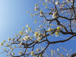 Liguria, Italy – 11/29/2019: Beautiful caption of the cherry tree and other different fruit plants with first amazing winter flowers in the village and an incredible blue sky in the background. 