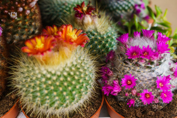 Blooming Cacti in a garden center in flower pots.