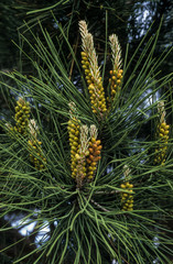 Fototapeta premium Pin noir d'Autriche, pinus nigra