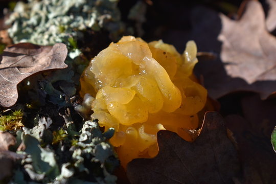 Picture of a Tremella Mesenterica a common jelly fungus in the Tremellaceae family of the Agaricomycotina. It is most frequently found on dead but attached on recently fallen branches, it is edible.