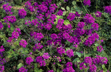 Vervene, variete Imagination, Verbena speciosa