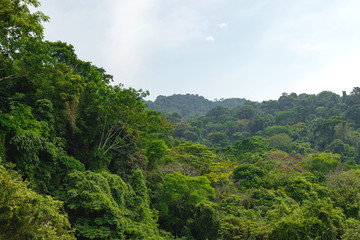 Beautiful view on the rainforest