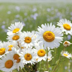 Obraz na płótnie Canvas bouquet of spring daisies on a field background. beautiful wildflowers