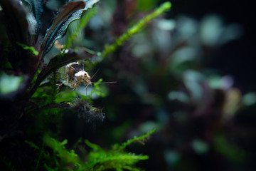 Black crystal ornamental shrimp peeking from aquatic plants inside freshwater aquarium