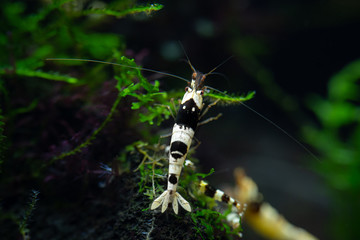 Black crystal pet shrimp clinging to branch of aquatic moss in freshwater home aquarium