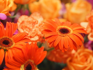 Selection of close up orange Gerbera Flower on blurred of group carnation rose flower background