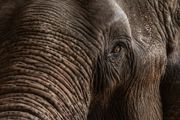 Foto op Canvas Sad elehpant eye © blackday
