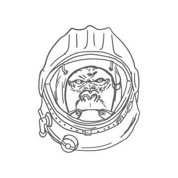 Gorilla Head in Spaceman Helmet Hand Drawn. Vector