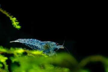 Blue jelly pet shrimp standing on aquatic moss in freshwater aquarium