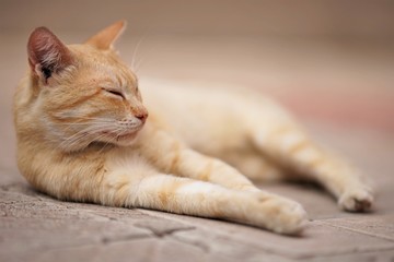 Fototapeta na wymiar ginger cat rest outdoor, relaxation domestic animals