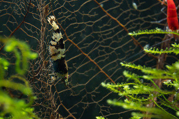 Ornamental pet shrimp standing on leaf skeleton in freshwater aquarium
