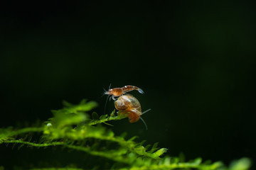 Baby shrimplet standing on top of baby snail in freshwater aquarium