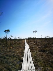 Old wooden track in swamp