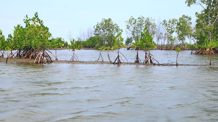 The beauty of the mangrove forest park, there are newly planted there are already growing thick