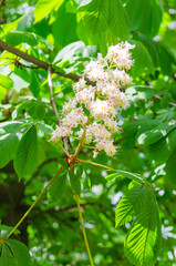 Photo flowering tree chestnut. Texture background of chestnut flowers on a tree branch.