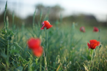 Lovely field of red poppies in bright evening light.
