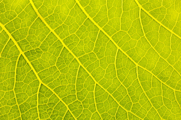 texture of green leaf