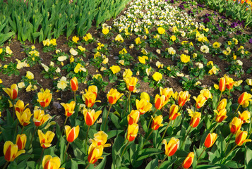 The first flowers in the city garden in early spring.