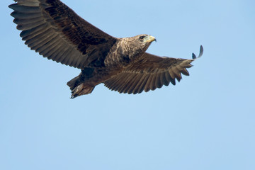 Bateleur (Terathopius ecaudatus), juvenile flying low, Maasai Mara, Kenya.