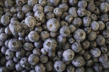 Fresh garden blueberries, scattered in a box.