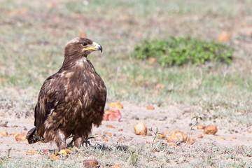 Fototapeta premium Tawny Eagle (Aquila rapax), a dark individual on the ground, Maasai Mara, Kenya.