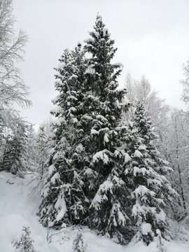 Spruse covered with snow