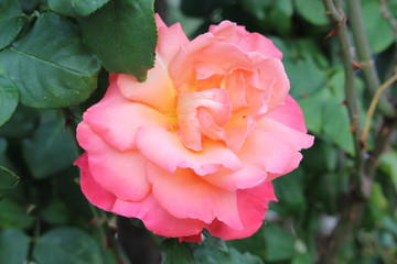 Fiori