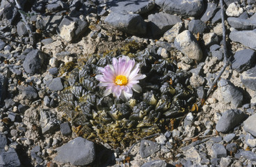 Ariocarpus fissuratus