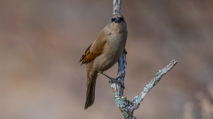 Bay winged cowbird, perched on a branch of calden, Calden Forest,La Pampa, Argentina