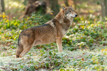 Stehender Wolf in der Seitenansicht im Wald