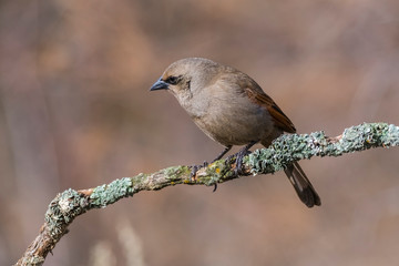 Bay winged cowbird, perched on a branch of calden, Calden Forest,La Pampa, Argentina