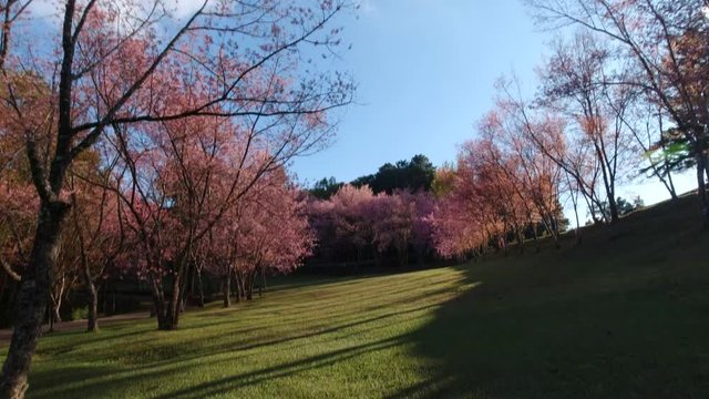 Cherry blossom garden at khun wang national park Chiang Mai in northern Thailand