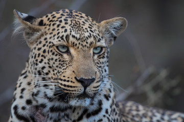 Fototapeta na wymiar Leopard female portrait in Sabi Sands Game Reserve in the Greater Kruger Region in South Africa