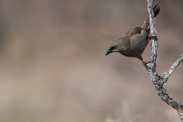 Bay winged cowbird, perched on a branch of calden, Calden Forest,La Pampa, Argentina