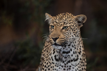 Leopard female portrait in Sabi Sands Game Reserve in the Greater Kruger Region in South Africa