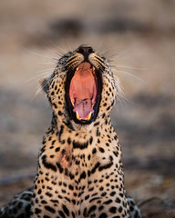 Leopard female portrait in Sabi Sands Game Reserve in the Greater Kruger Region in South Africa