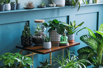 Stylish living room interior filled a lot of beautiful plants in different design pots on the brown...