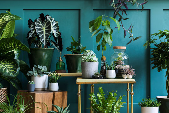 House Plant Images – Browse 1,991,159 Stock Photos, Vectors, Video | Adobe Stock