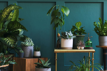 Stijlvolle compositie van huistuininterieur gevuld met veel mooie planten, cactussen, vetplanten, luchtplant in verschillende designpotten. Groene wandbekleding. Sjabloon. Home tuinieren concept Home jungle.