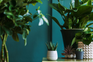 Stylish floral composition with beautiful plants, cacti and succulents in design and hipster pots...