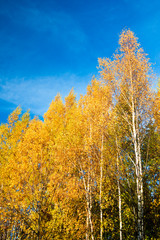 Fototapeta premium Golden leaves on blue sky background